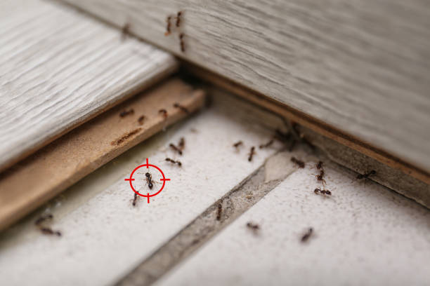 Best Residential Pest Control  in Littleton, CO