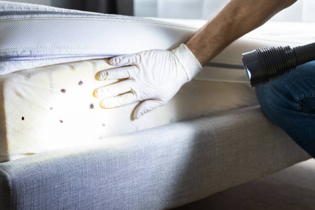 Best Bed Bug Extermination  in Littleton, CO
